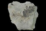 Pennsylvanian Fern (Alethopteris) Plate - Kentucky #142397-1